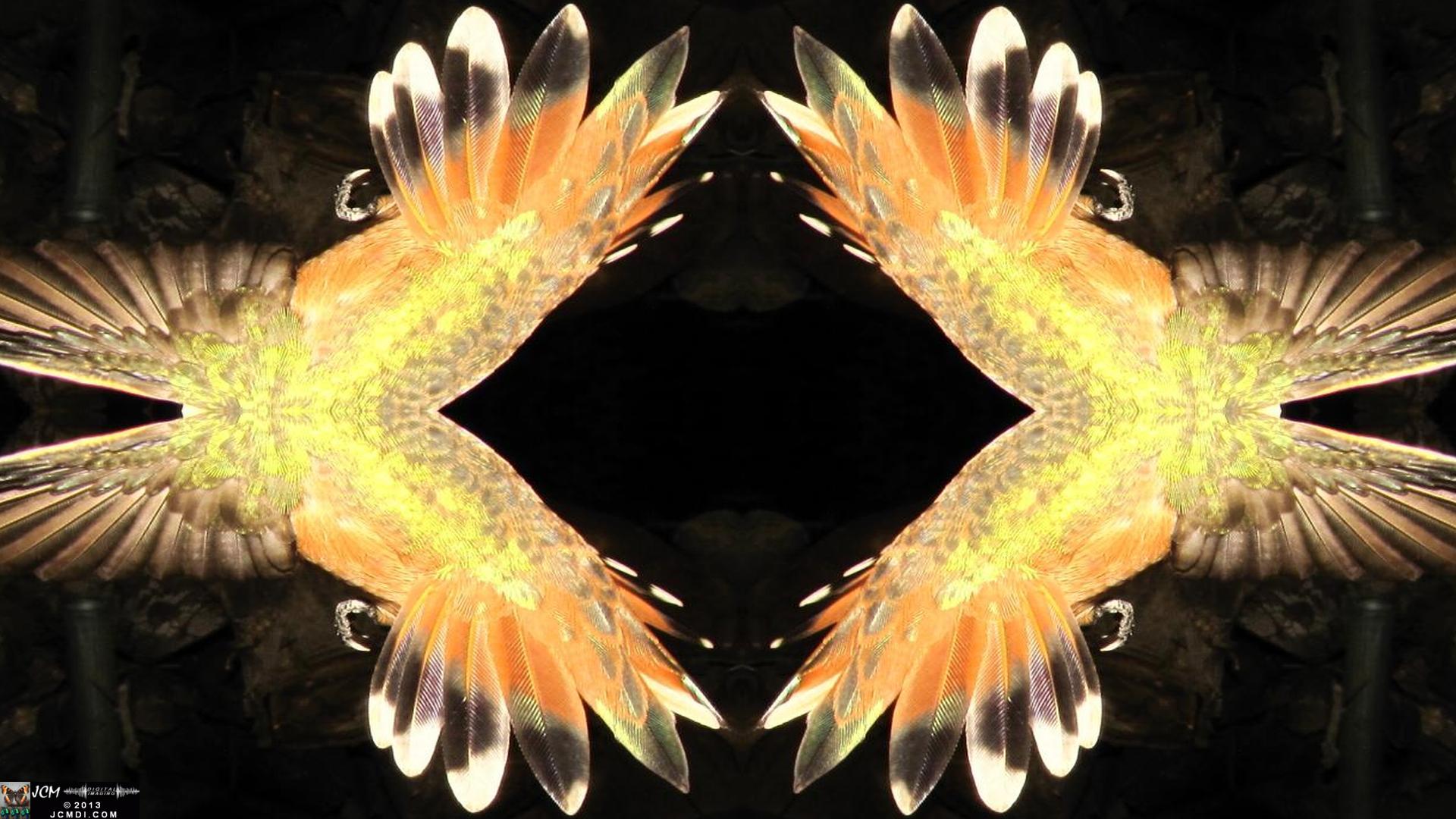 Quadroscopic art made from a digital image of a Hummingbird
